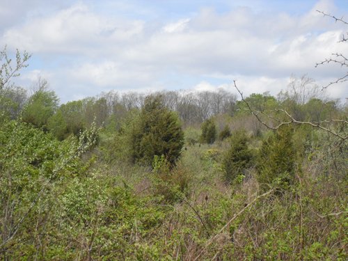 Property photo 1 - Land Auction - 113.11 Acres, Potential Building Site, Wildlife & Recreation, Development Potential